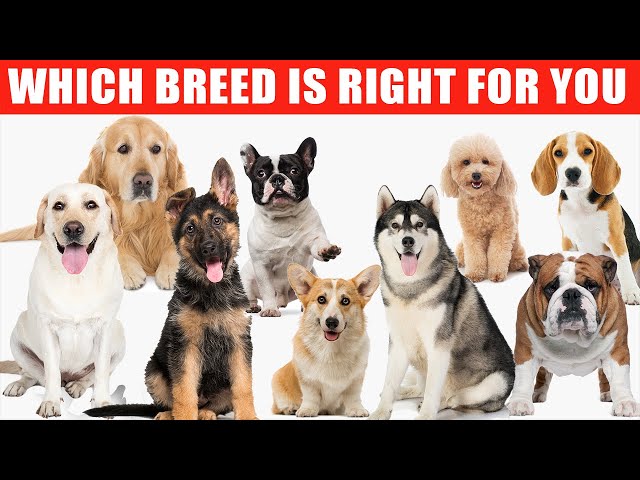 Top 10 Dog Breeds